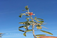 Indigofera trita var. trita